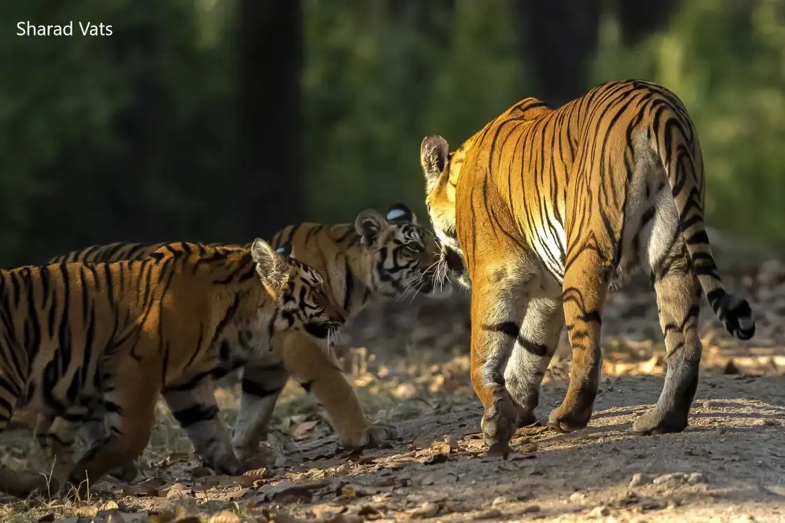 Hotels near Tiger Safari India