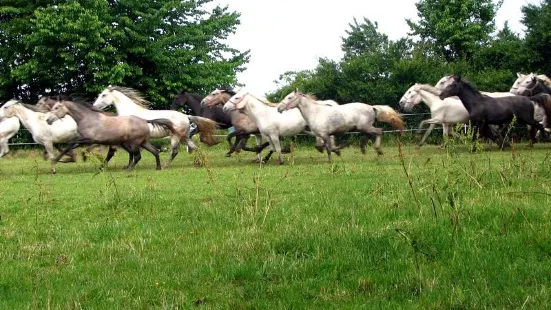 State Stud Farms Djakovo