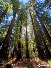 Richardson Grove State Park