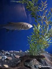 Bolsena Aquarium