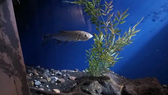 acquario di bolsena