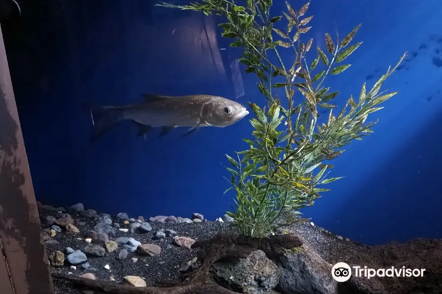 acquario di bolsena