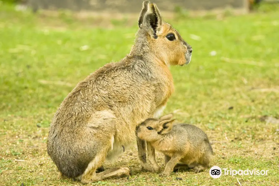 Shepreth Wildlife Park