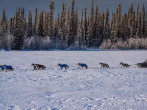 The Alaska Dogstead Mushing Company