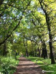 Sydenham Hill Wood