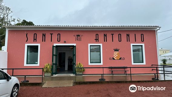 Pineapples Santo António