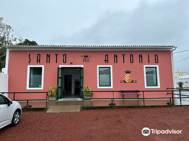 Pineapples Santo António