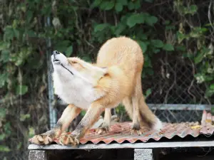 Kitakitsune Farm (Fox Farm)