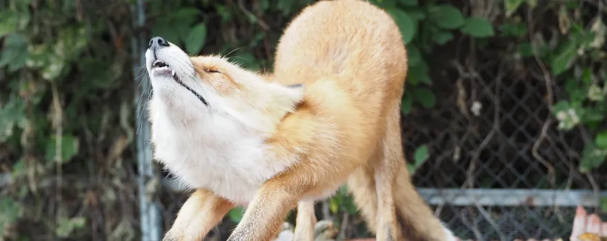 Kitakitsune Farm (Fox Farm)
