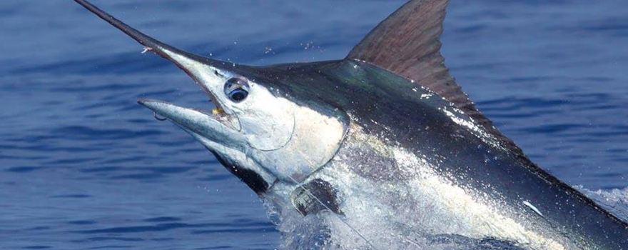 Abidjan Fishing Charter