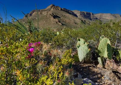 Oliver Lee Memorial State Park