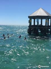 Polperro Dolphin Swimming