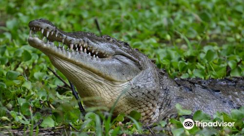Croclandia & American Crocodile Sanctuary