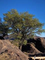 Chihuahuan Desert Nature Center & Botanical Gardens