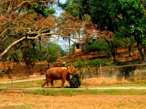 Assam State Zoo cum Botanical Garden