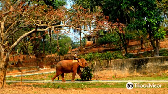 Assam State Zoo cum Botanical Garden