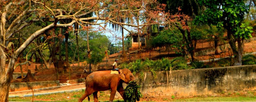 Assam State Zoo cum Botanical Garden