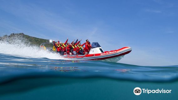 Salcombe Sea N Shore