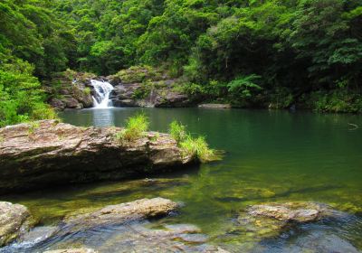 Vegetation of Tanagagumui