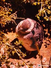 Little Penguin Observation Centre