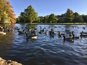 アン・モリソン公園