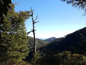 The Brook Waimarama Sanctuary