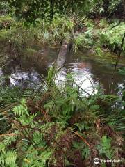 Cabbage Tree Creek Flora Reserve.