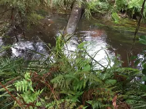 Cabbage Tree Creek Flora Reserve.