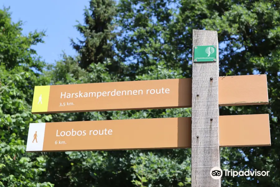 Wandelroute Harskamperdennen