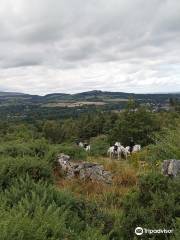 Brennanstown Riding School