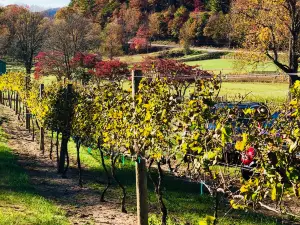Hightower Creek Vineyards