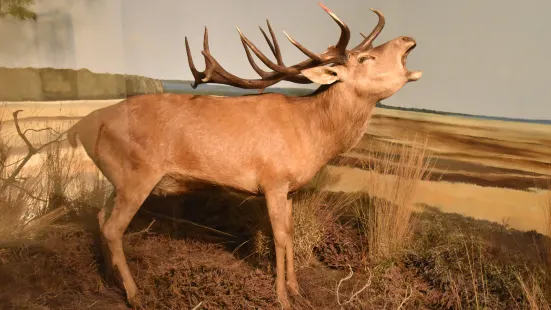 Natuurdiorama Holterberg