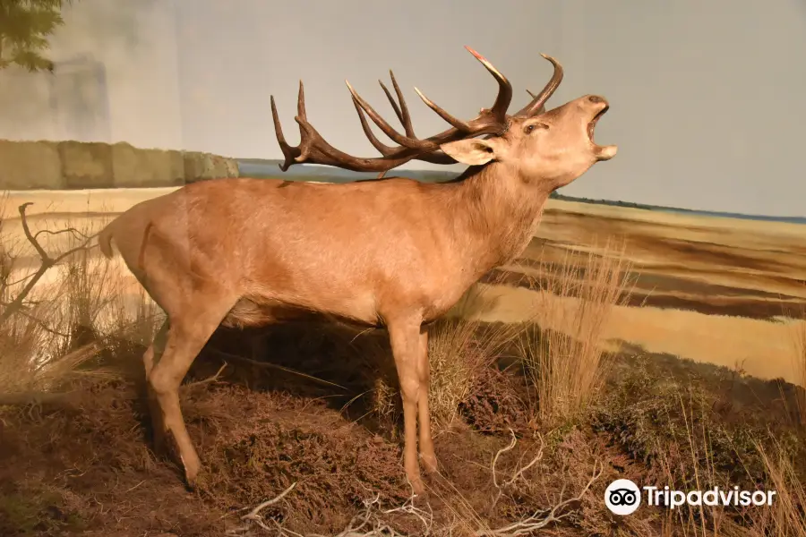 Natuurdiorama Holterberg