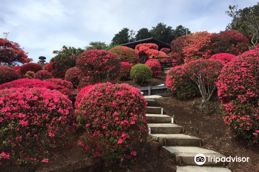 Fuji Button Garden