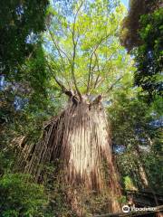 Curtain Fig National Park