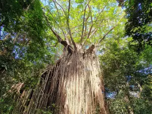 Curtain Fig National Park