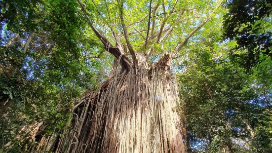 Curtain Fig National Park