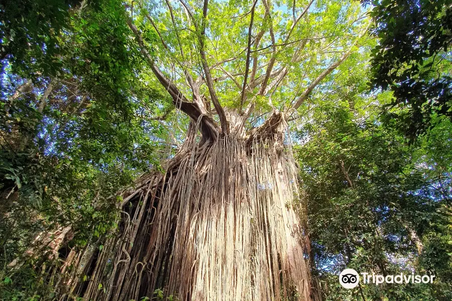 Curtain Fig National Park