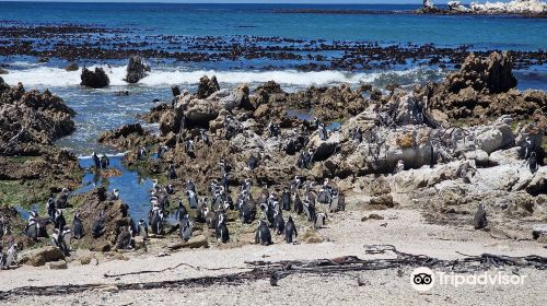 Stony Point Penguin Colony Entrance