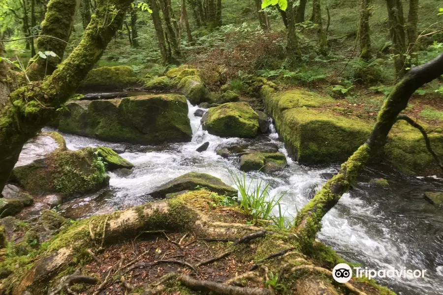 Golitha Falls