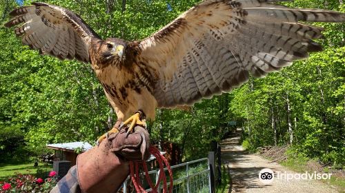 Georgia Mountain Falconry