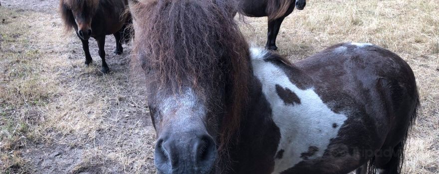 De Paardenkamp - Boerderij Vosseveld