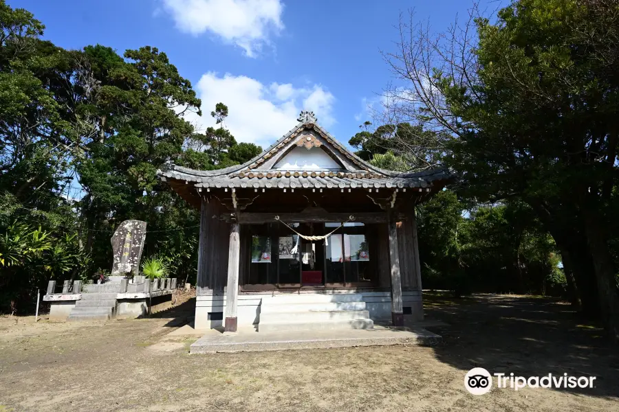 Sakai Shrine Big Sago Cycad