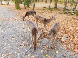 Wildpark Klaushof