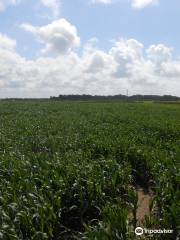 Singleton Maize Maze