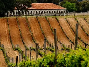 Bodegas Y Vinedos PradoRey