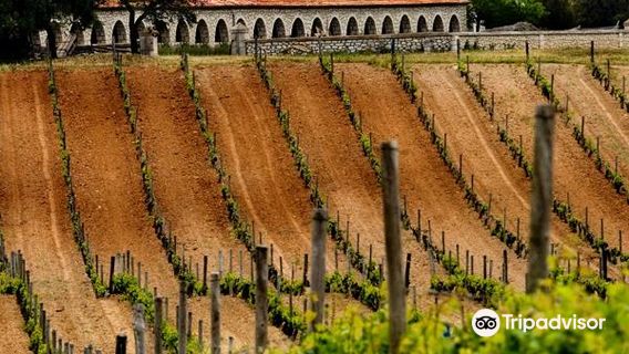 Bodegas Y Vinedos PradoRey