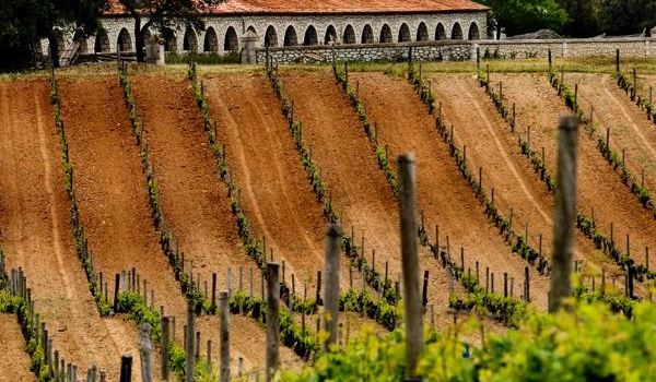Bodegas Y Vinedos PradoRey