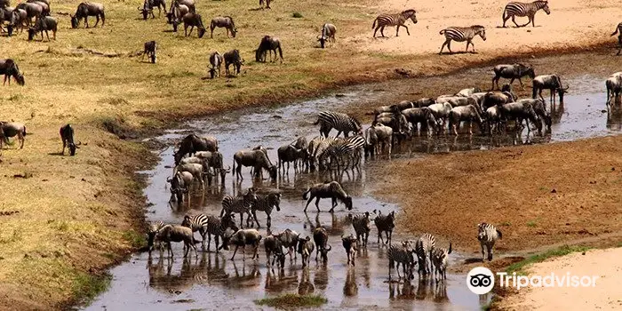 Planet Wild Safaris