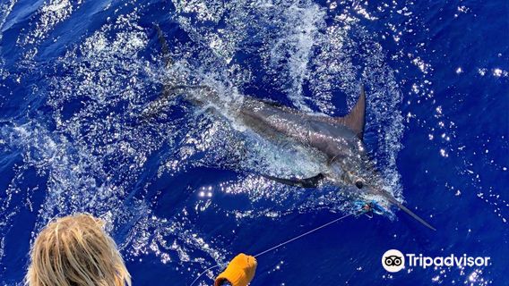 Nemesis Sportfishing